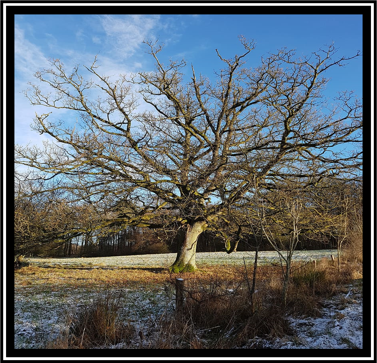 Bare-tree
