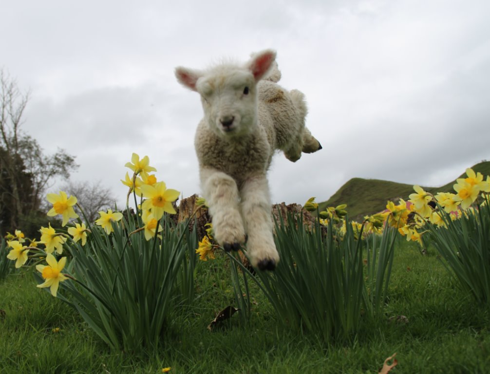 Lamb-jumping-daffodils