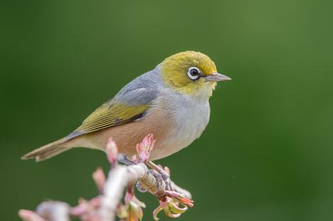 Silvereye