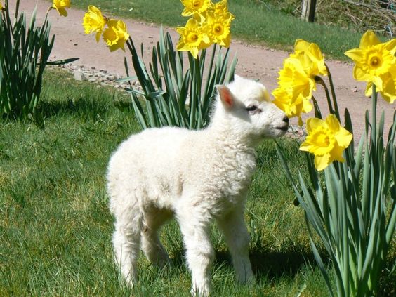 lamb